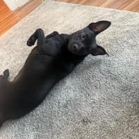 Tommy, Neuanfang gesucht, Hund zur Adoption