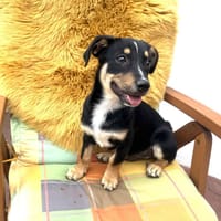 Kleiner Pinscher Dackel Mix, Hund zur Adoption
