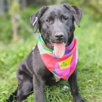 Polly , 1-jährige Labi mix, Hündin zur Adoption