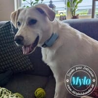 Mylo auf der Suche nach dem Glück, Hund zur Adoption