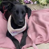 Kleine Teresa, Hündin zur Adoption