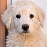 Welpe Robin sucht sein Heim, Hund zur Adoption