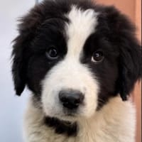 Welpe Rocco sucht sein Heim, Hund zur Adoption