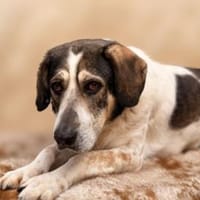 Sheldon mit großem Herzen, Hund zur Adoption