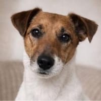 Cleo sucht ihr Glück, Hündin zur Adoption