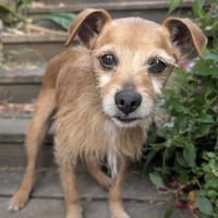 Pflegesenior Jonas wartet in Meerbusch!, Hund zur Adoption