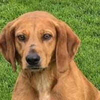Felicity -Angsthund,lieb und sanft-, Hündin zur Adoption