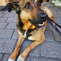 Zita -eine sanfte Seele, Hündin zur Adoption