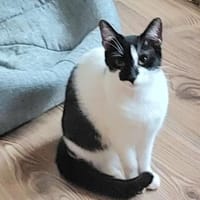 Thea ein Freundliches Katzenmädel, Katze zur Adoption