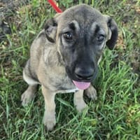 Glee - einfach in den Müll geschmissen!, Hündin zur Adoption
