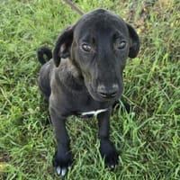 Gadget zauberhafter Hundejunge, Hund zur Adoption