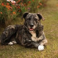 Nano sucht passende Familie, Hund zur Adoption