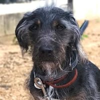 Moro sucht ein Zuhause, Hund zur Adoption