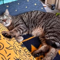 Möchten Sie Topolino bei such aufnehmen?, Kater zur Adoption