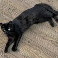 Angelina sucht ihr Traumzuhause, Katze zur Adoption