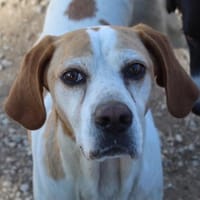 Sienna, geb. ca. 07/2023, 67735 Mehlbach, Hündin zur Adoption