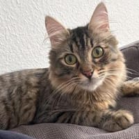 Junge Annabella wünscht sich Familie, Katze zur Adoption