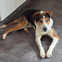 Lelekas möchte endlich ankommen, Hund zur Adoption