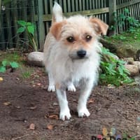 Suzie auf Pflegestelle in Tangstedt, Hündin zur Adoption