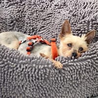 Csini in 72664 Kohlberg, Hündin zur Adoption