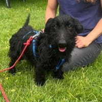 Noel - Li-La-Laune, Hund zur Adoption