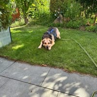 Merle - eine sanfte Seele, Hündin zur Adoption