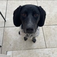 LILITH, chienne à adopter