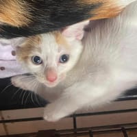 SOUP, chat à adopter