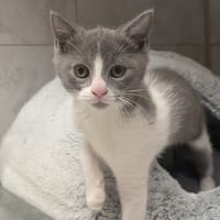 BOUM, chat à adopter