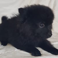 Cho, chienne à adopter