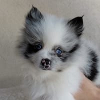 Dobby (Réservé), chien à adopter