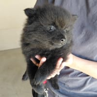 Ron, chien à adopter