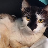CHOU DE BRUXELLES, chatte à adopter