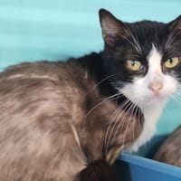 CHOUX-FLEUR, chatte à adopter