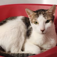 PRISCA, chatte à adopter