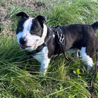 TITANE, chien à adopter