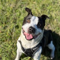 TITANE, chien à adopter