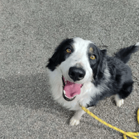 Groot, chien à adopter
