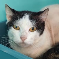 ARDOISE, chatte à adopter