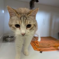 LAYA, chatte à adopter