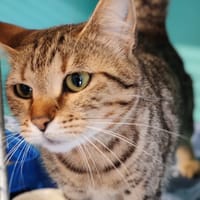 ALOHA, chatte à adopter