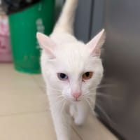 Blanchou, chat à adopter