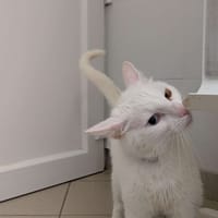 Blanchou, chat à adopter