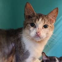 ENDIVE, chatte à adopter