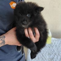 Ginny, chienne à adopter