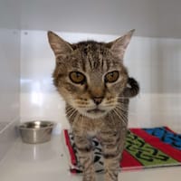 GRISOU, chatte à adopter