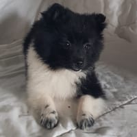 Harry, chien à adopter