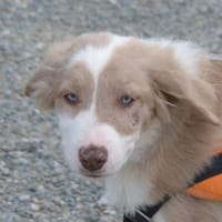 Bastia, chienne à adopter