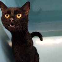MIKO, chat à adopter
