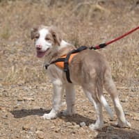 Bangkok, chien à adopter